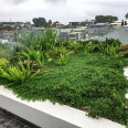 Picture of Roof Gardens