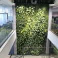 Picture of Green Walls