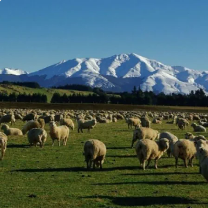 Picture of Thermal Insulation 